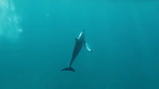 Dolphin Leaps from Water with Gorgeous Coast Backdrop