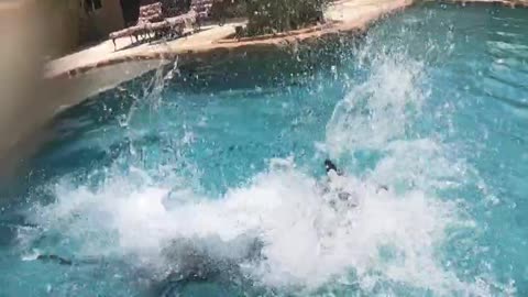 Great Dane dives into deep end swimming pool