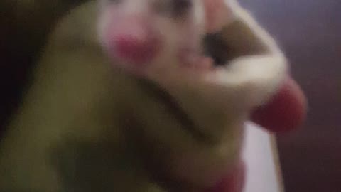 Baby possum rescue. SO CUTE!!!