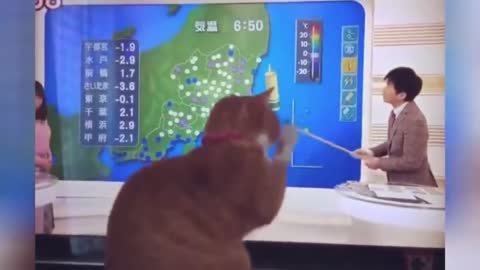 Funny Compilation Cats - Top10 2021