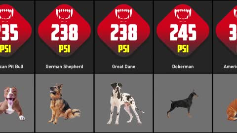 Dogs Bite Force Comparison _ TOP 30 DOGS WITH STRONGEST BITE FORCE