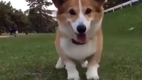 Dancing cute dog 👀