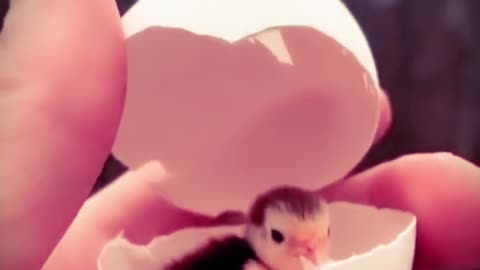 Cute Animal|Duck baby