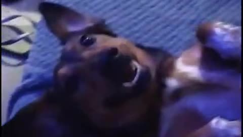 Daschund loves belly rubs.