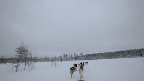 Dogsled running in winter forest. Husky dogs making their way in snowy woods, view from the sledge