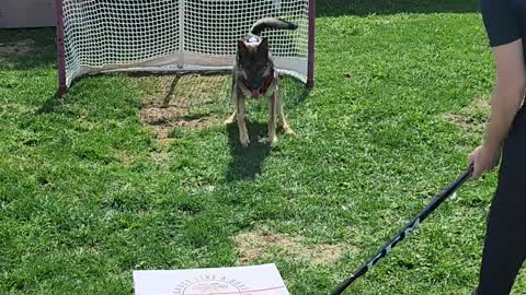 most-canadian-dog-ever-is-an-incredible-goalie-givefastlink.mp4