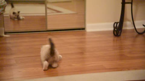 Siamese kitten and Tin foil Ball