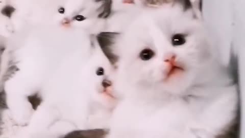 Funny cat videos