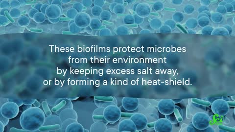 How These Bacteria Live Off Crude Oil