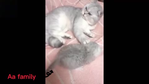 MOM CAT IS PLAYING WITH HER BABY 🐈️🤣 FUNNY VIDEO