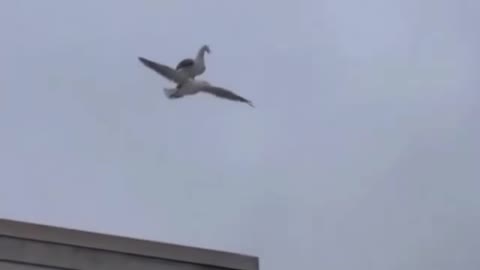 Beautiful Bird flying in sky