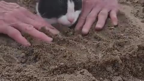 Barry the Cat Gets Buried at the Beach || ViralHog