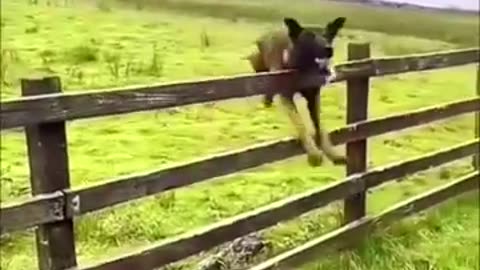 Best Funny Animal Videos of the year, funniest animals ever. relax with cute animals video