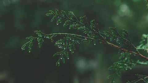 Rain And Thunder Through The Leaves Ambience