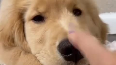 Very cute dog expression in camera