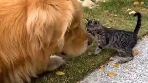 dog loves his new little cat friend.