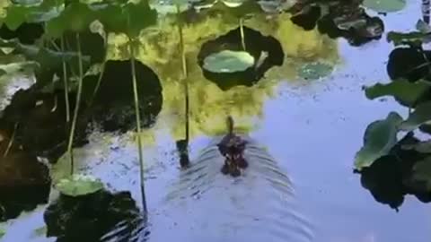 Baby duck chasing after mom