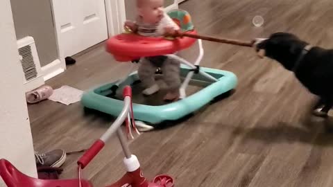 Baby Gets Towed In Walker By Canine Friend