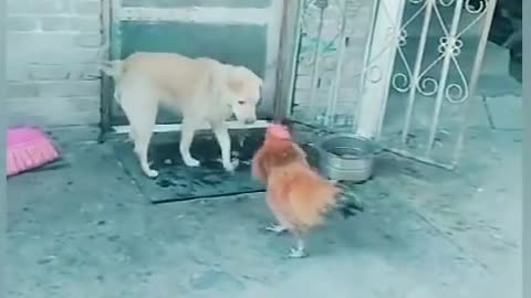 Cock fight