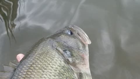 Billings Montana Largemouth