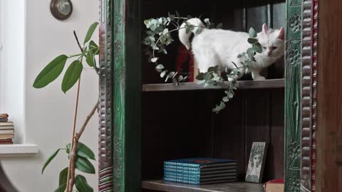 cat playing in cupboard