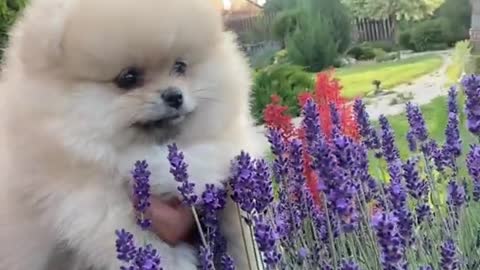 Cute baby dogs