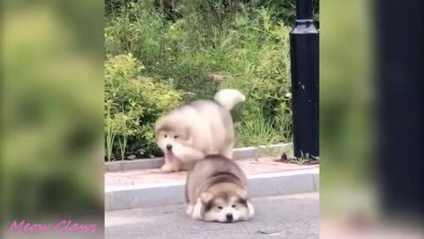 Baby Alaskan Malamute Cutest and Funniest Moments New Compilation 😍| Try Not To Laugh.