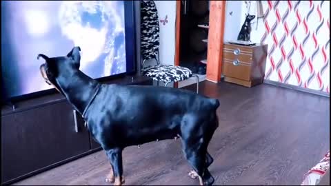 Doberman dancing like Michael Jackson and doing the Dog Moon Walk.