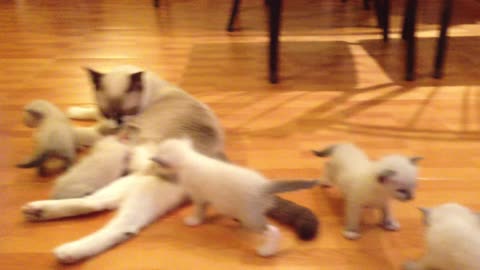 A Nursing Mother Cat With Kittens On The House Floor 😍