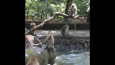 VIEW MONKEY PARK IN BALI INDONESIA