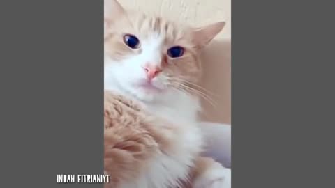 Cute and Funny Cat Videos to Keep You Smiling! 🐱