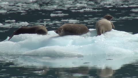 Sea lions scenes