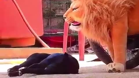 Broma con León de peluche