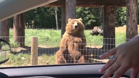 Waving Bear shows off Catching Skills