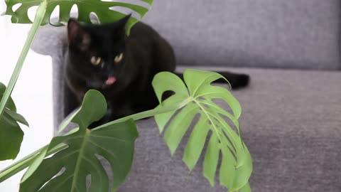 life of domestic pets black cat is resting at home in the living room on a gray sofa