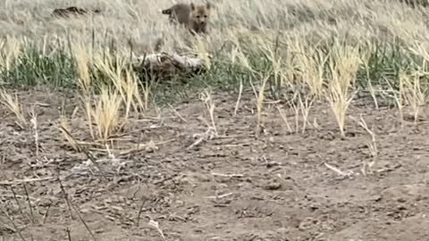 Curious Red Fox Pups Playing While Mom Is Out Hunting