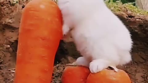 Cute rabbit video❤❤❤❤❤❤