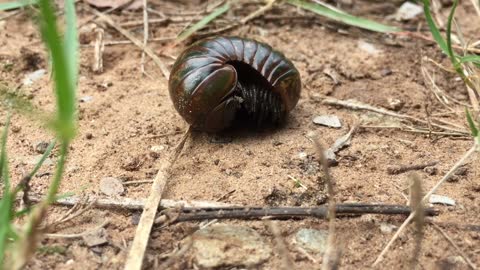 An Insect Curls Before Crawling On The Ground