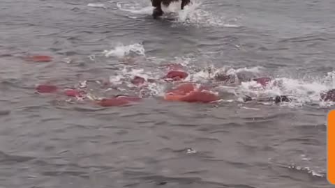 Grizzly Bear Catches Precious Fish