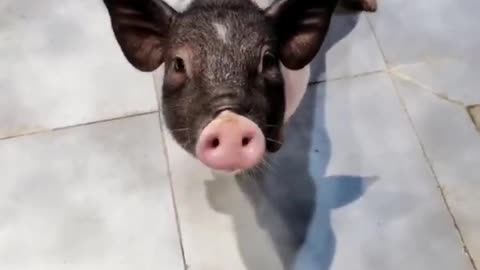 What it's like to have a pet pig