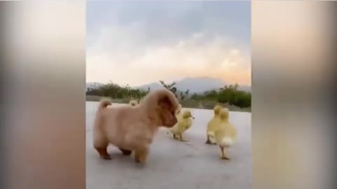 Cute puppy playing with duckling kids