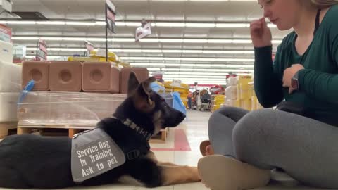 Puppy's First of Service Dog Training