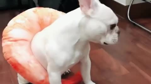 White french bull dog in shrimp pillow