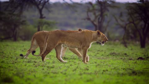 Pair of Lionesses Walking Together 2021