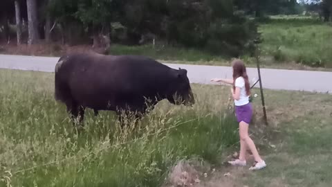 The bull whisperer