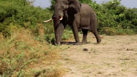 Elephant fight in forest