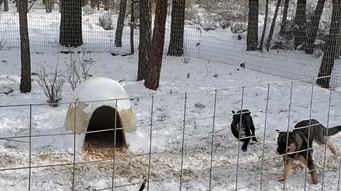 Anya & Willis playing in the snow