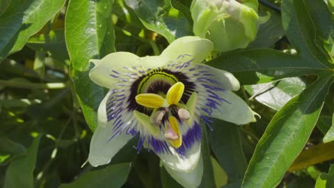 Time Lapse of a Blooming Beautiful Flower