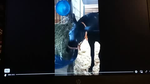 Beautiful black horse eating hay