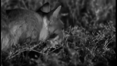 Wild Cat Mother Feeds Cute Kitten | Cats Under the Serengeti Stars | BBC Earth